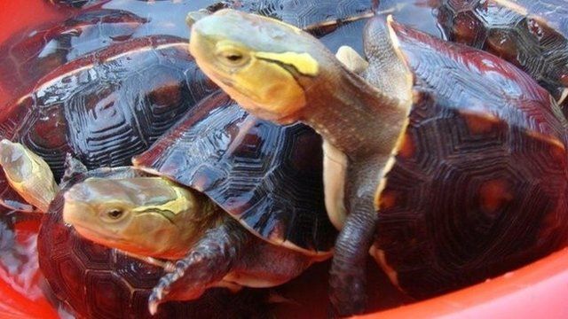 Animal smugglers in Taiwan have grown increasingly daring in their efforts to snatch endangered turtles