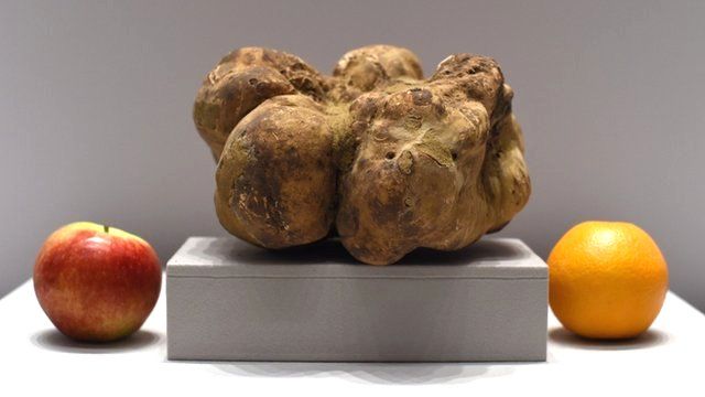 Rare huge white truffle on display at Sotheby's New York on December 5, 2014