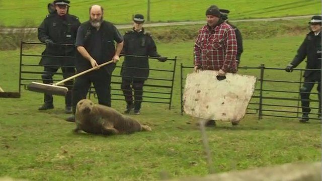 Police and animal welfare officers rescue seal found in a field near Newton-le-Willows
