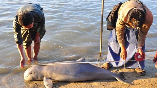 irrawaddy river dolphin