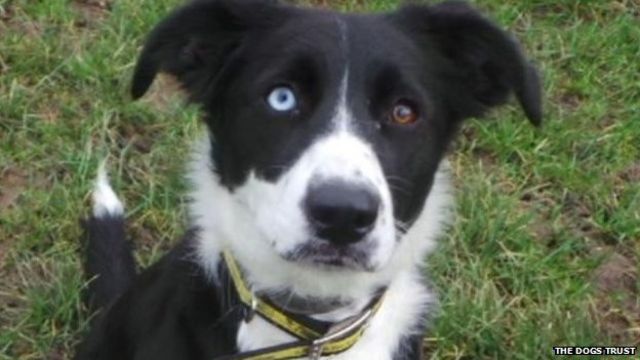 why do border collies have different coloured eyes