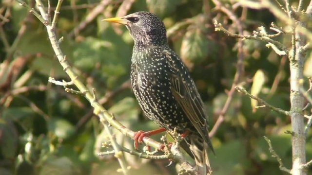 Starling - numbers have declined by 84% since the first survey in 1979