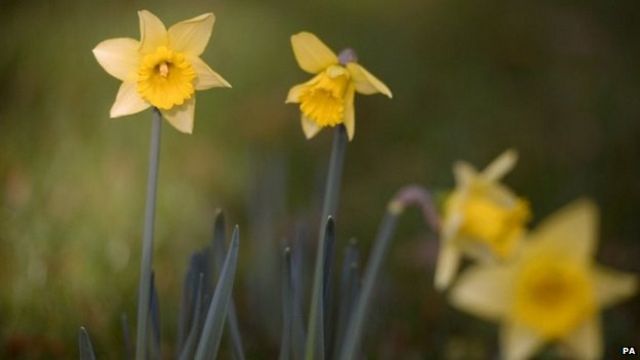 Daffodil grocer