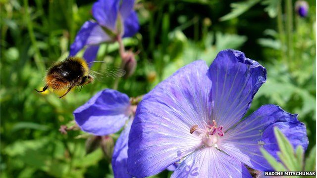Bees nest in gardens in urban areas
