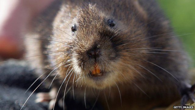 EA pays £24k to move 55 water voles from Somerset Levels - BBC News