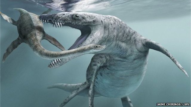 Evolution 'favours bigger sea creatures' - BBC News