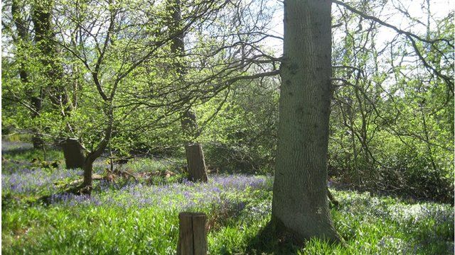 Spring woodland at the University of Edinburgh