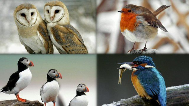 Barn owls, robin, puffins and kingfisher