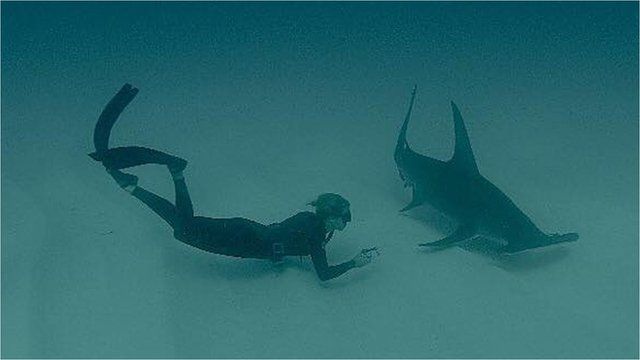 Judith Bakker swimming with hammerhead shark (Image: Nicolo Roccatagliata)