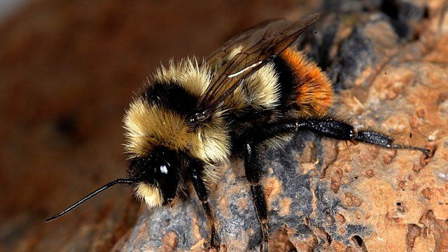В Европе обитает 1965 видов пчел