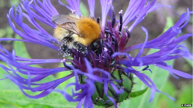 Bumblebee feeding on a cornflower
