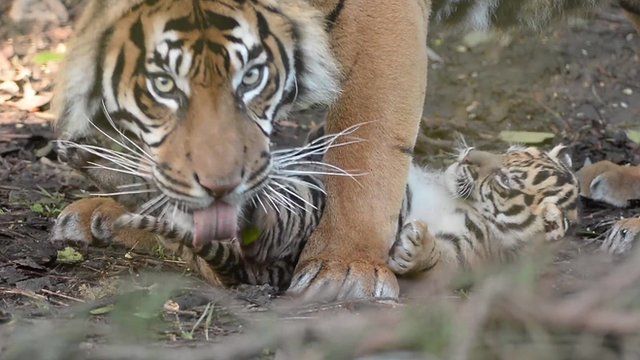 Sumatran tiger twins thriving in first public appearance at Chester Zoo -  BBC News