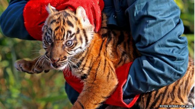 Sumatran tiger twins thriving in first public appearance at Chester Zoo -  BBC News