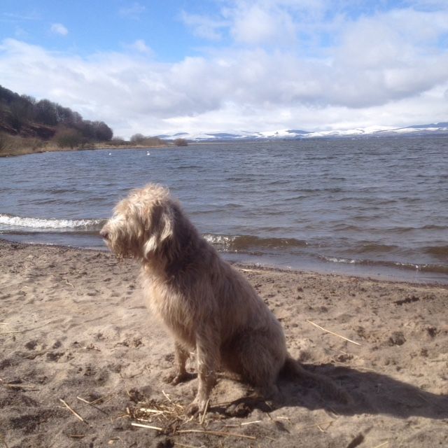 Gerard McGuire took this picture of his dog Maisie during a walk around Loch Leven.