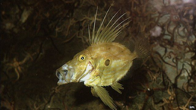 John Dory will become more common in British waters
