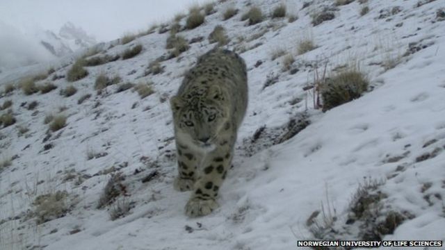 snow leopards hunting their prey