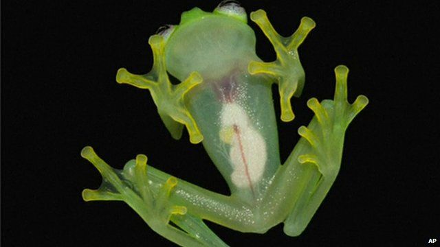 View of newly-discovered glass-frog species, Hyalinobatrachium dianae, pictured from underneath showing internal organs