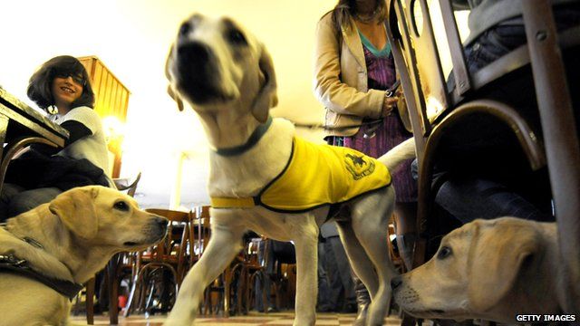 Three guide dogs wearing high visibility jackets