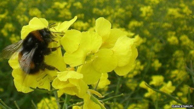 Neonicotinoids target the same mechanisms in the brain affected by nicotine in the human brain