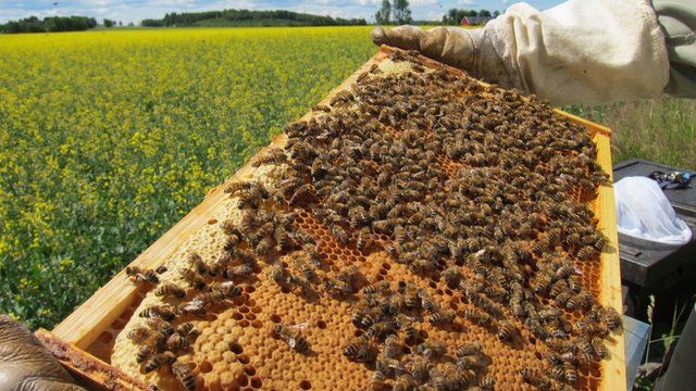 The field study found no significant effect on honeybees