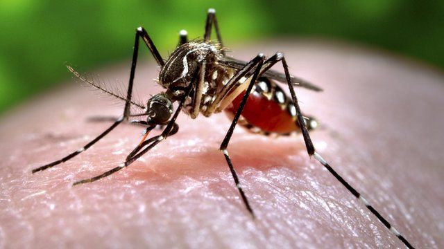 Mosquitoes can spread diseases such as dengue and malaria