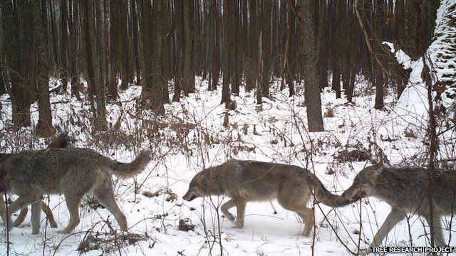 Pack of wolves (Image courtesy of the Tree research project)