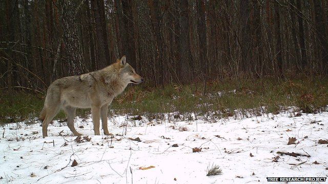 Wolf (Image courtesy of the Tree research project)