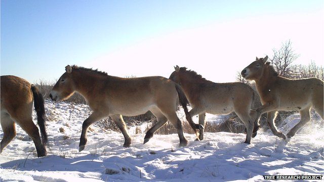 Przewalski's horses (Image courtesy of the Tree research project)