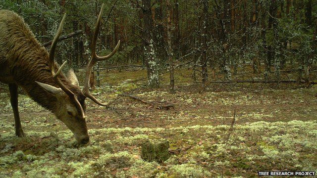 Red deer (Image courtesy of the Tree research project)