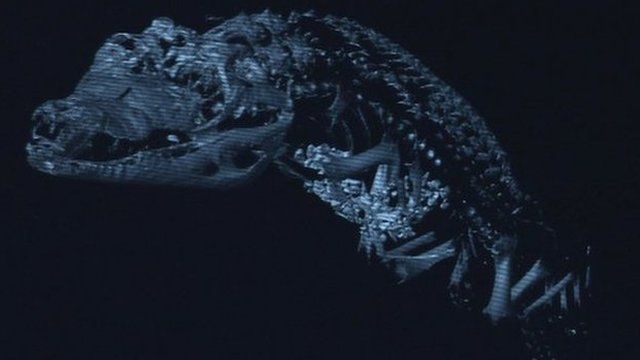 Crocodile scan