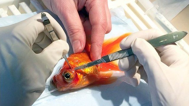 Goldfish being operated on