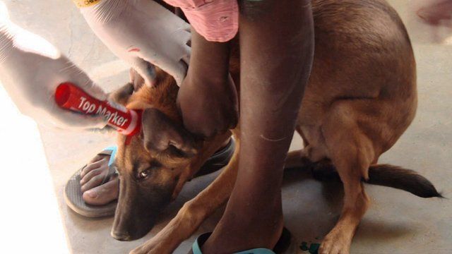 Dog being marked after vaccination