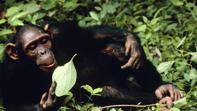 Chimp eating a leaf