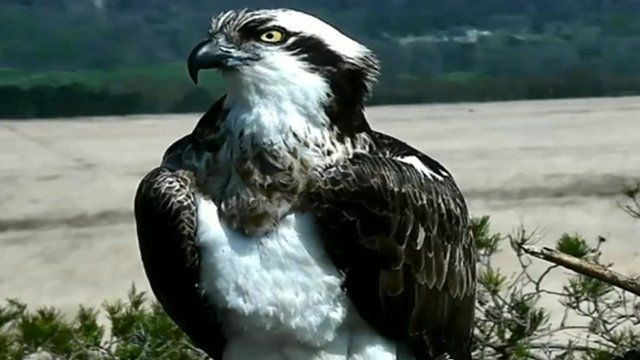 Three Osprey Chicks Confirmed At Foulshaw Moss Bbc News