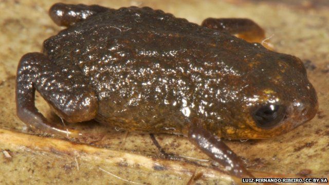 small brown frog