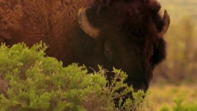 Bison roam the American Prairie Reserve