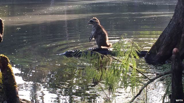 Man captυres photo of raccoon 'riding an alligator' - BBC News