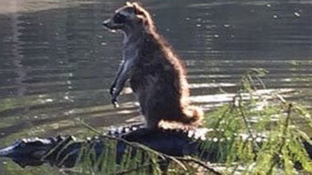 Racoon on the back of an alligator