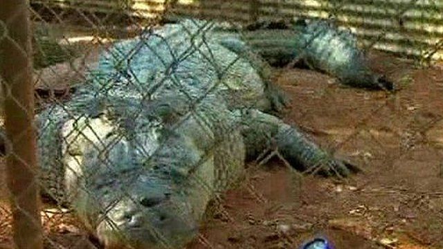 Fatso the crocodile