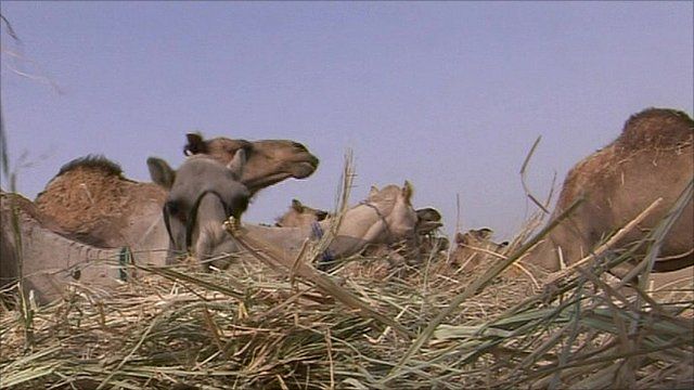 Camels