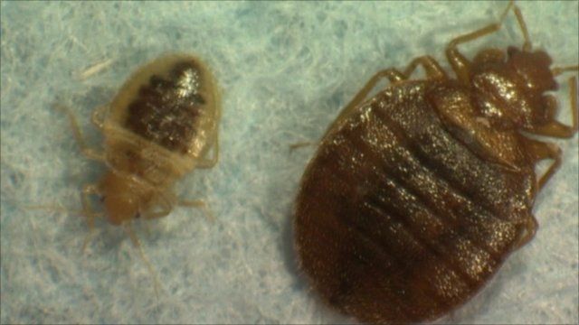 Bed Bugs Infest New York City Bbc News