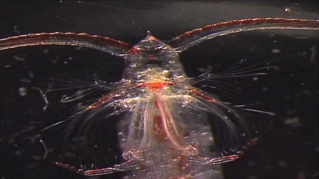 Copepod