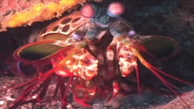 Peacock Mantis Shrimp