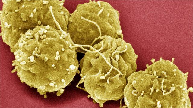 Embryonic stem cells