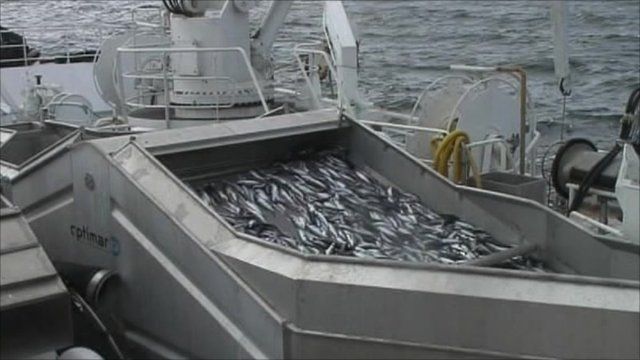 Mackerel which have been fished