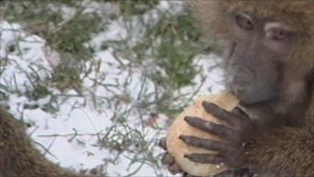 Creature Comforts Amid Snow At Knowsley Safari Park Bbc News