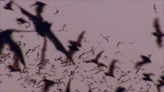 Bats in Austin