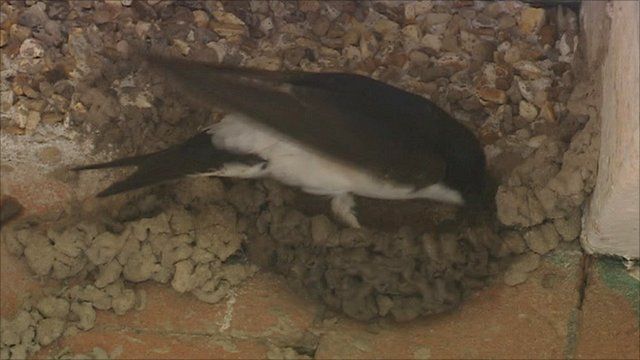 mud needed for birds nests after dry spring bbc news mud needed for birds nests after dry spring bbc news