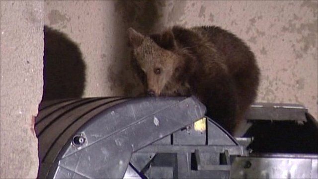 Bear raiding bin (TV Markiza)