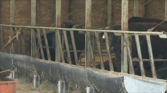 Cattle in Japan